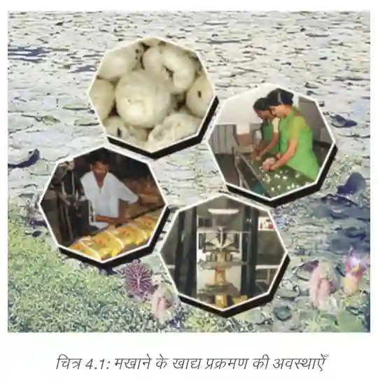 Stages of makhana food processing industry NCERT Class 8 Geography
