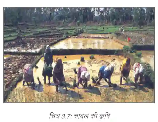 Farmers planting rice saplings in a water-filled paddy field
