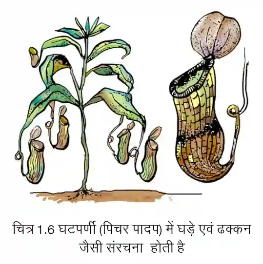 Bihar Board Class 7 Science Chapter 1 Solutions Pitcher Plant