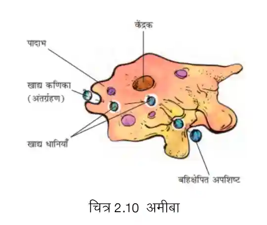Bihar Board Class 7 Science Chapter 2 Solutions - अमीबा में पाचन