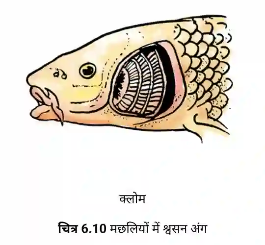 Bihar Board Class 7 Science Chapter 6 Solutions Respiration in Fish