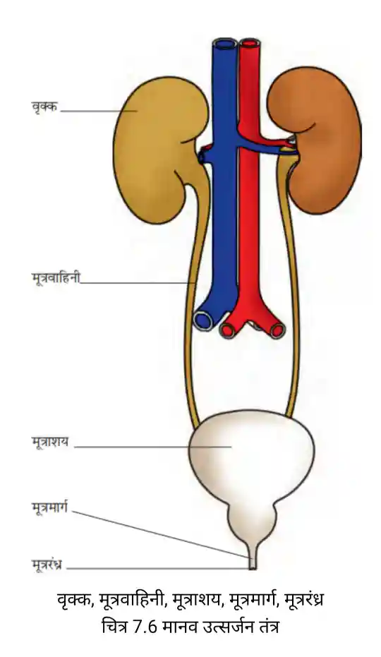 Bihar Board Class 7 Science Chapter 7 Solutions Human Excretory System