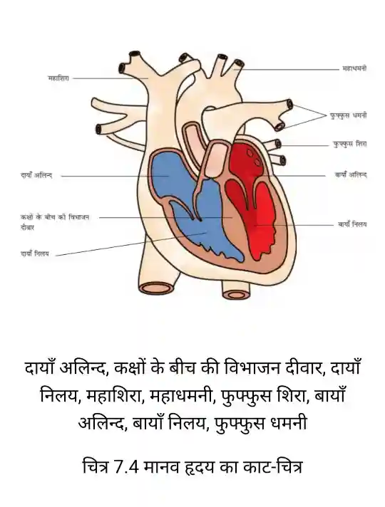 Bihar Board Class 7 Science Chapter 7 Solutions Human Heart Diagram