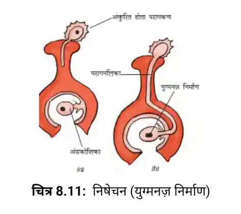 Fertilization in Plants - Class 7 Science Chapter 8 Hindi Medium