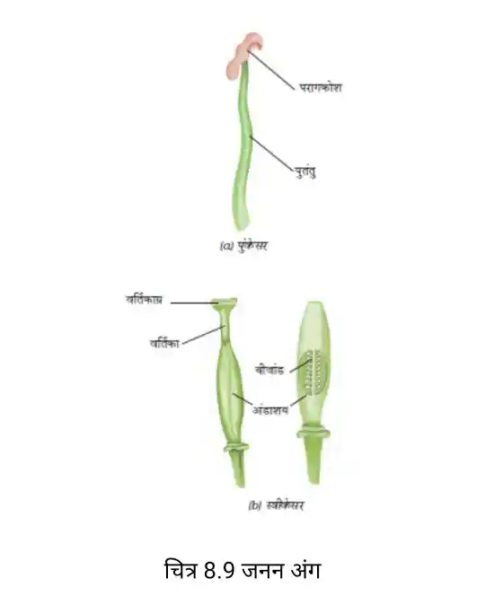 Reproductive parts of a flower - Class 7 Science Chapter 8