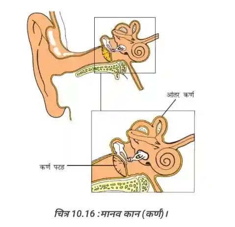 Human Ear Diagram - Bihar Board Class 8 Science Chapter 10 Solutions