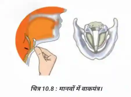 Bihar Board Class 8 Science Chapter 10 Solutions - Voice Box