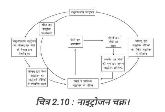 नाइट्रोजन चक्र (Nitrogen Cycle) का पूरा डायग्राम - Bihar Board Class 8 Science Chapter 2 Solutions