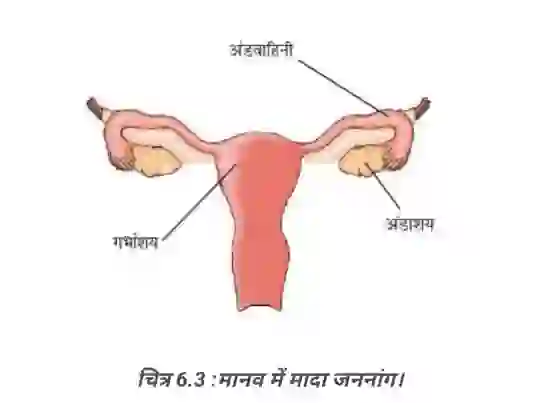 मानव मादा जनन अंग - BSEB Class 8 Science Chapter 6