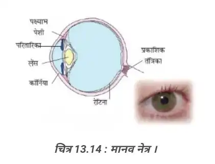 Human Eye Diagram - Bihar Board Class 8 Science Chapter 13