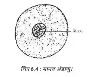 मानव अंडाणु का चित्र - NCERT Class 8 Science Chapter 6 Solutions