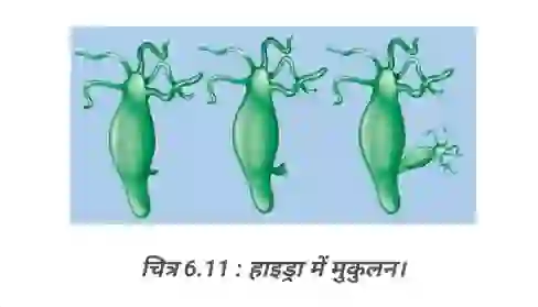 हाइड्रा में मुकुलन - जंतुओं में जनन प्रश्न उत्तर