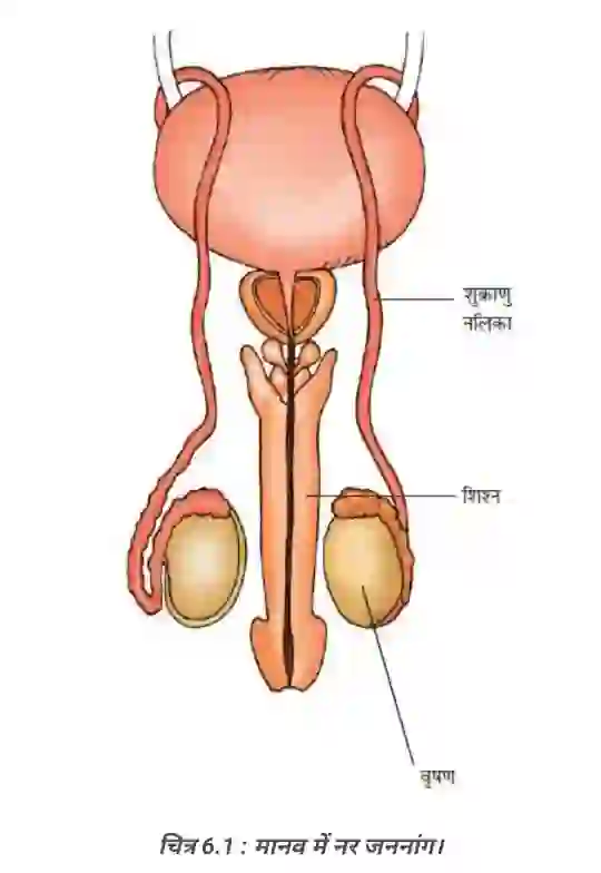 मानव नर जनन अंग - Bihar Board Class 8 Science Chapter 6 Solutions